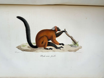 Histoire naturelle des mammifères, avec des figures originales enluminées, dessinées après des animaux vivants.