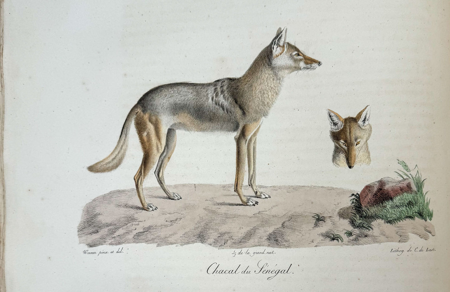Histoire naturelle des mammifères, avec des figures originales enluminées, dessinées après des animaux vivants.