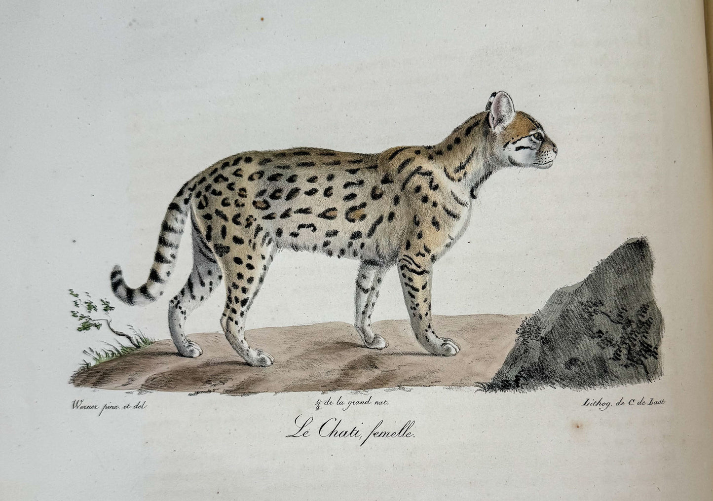 Histoire naturelle des mammifères, avec des figures originales enluminées, dessinées après des animaux vivants.
