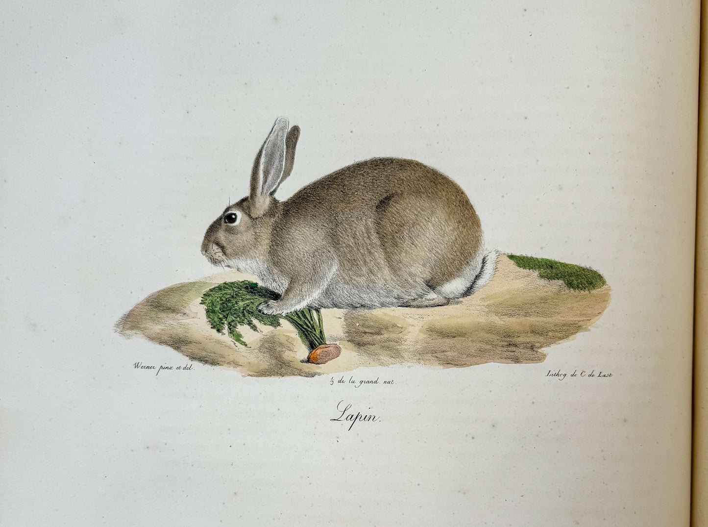 Histoire naturelle des mammifères, avec des figures originales enluminées, dessinées après des animaux vivants.