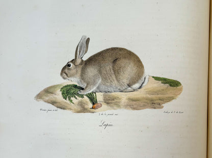 Histoire naturelle des mammifères, avec des figures originales enluminées, dessinées après des animaux vivants.