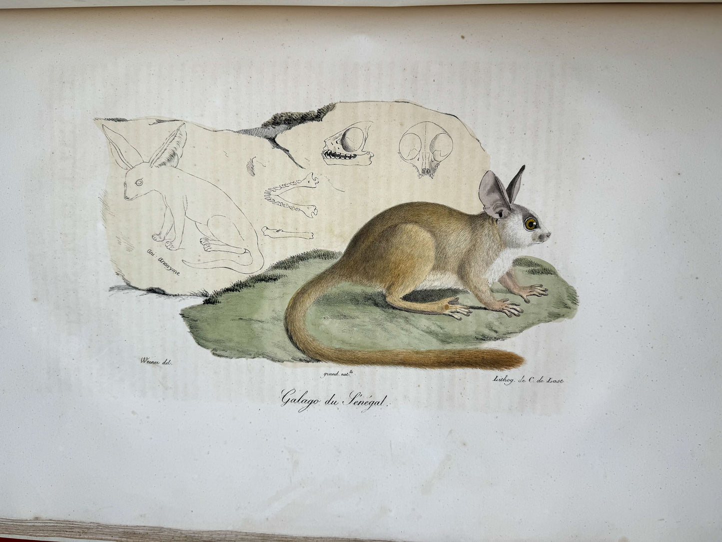 Histoire naturelle des mammifères, avec des figures originales enluminées, dessinées après des animaux vivants.