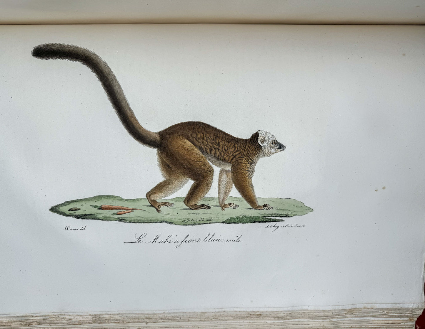 Histoire naturelle des mammifères, avec des figures originales enluminées, dessinées après des animaux vivants.