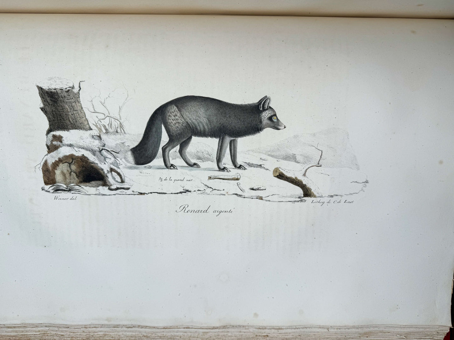 Histoire naturelle des mammifères, avec des figures originales enluminées, dessinées après des animaux vivants.