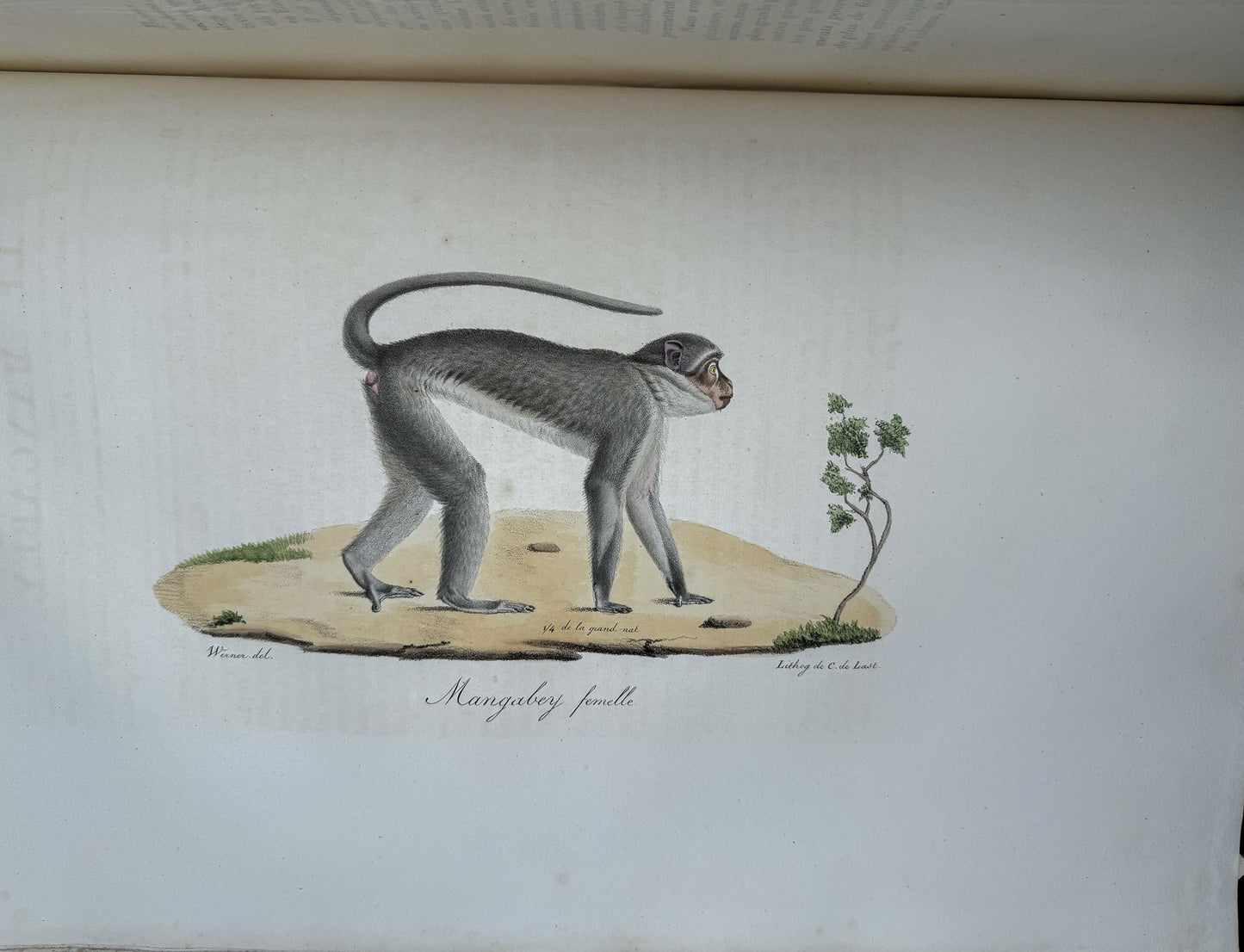 Histoire naturelle des mammifères, avec des figures originales enluminées, dessinées après des animaux vivants.