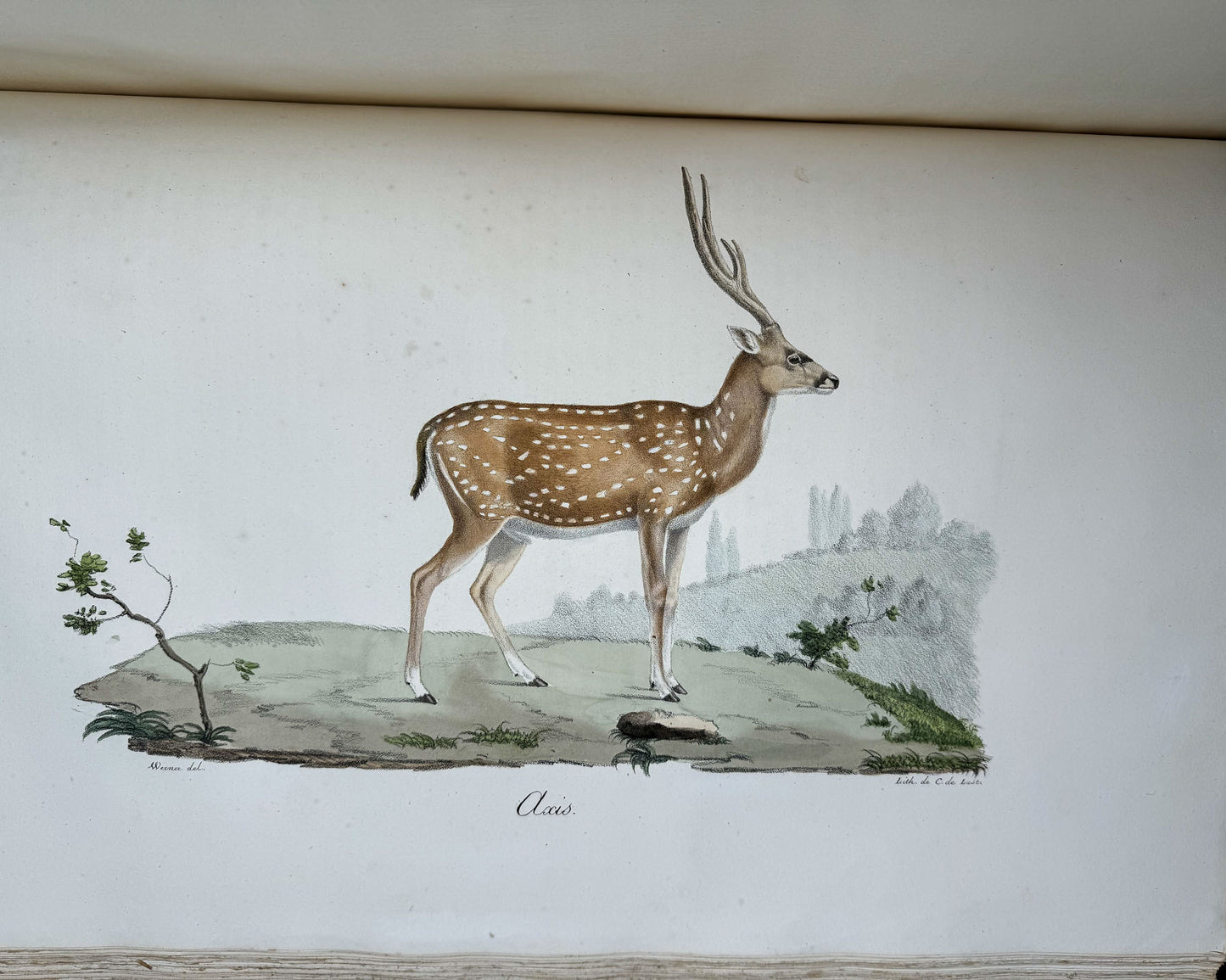 Histoire naturelle des mammifères, avec des figures originales enluminées, dessinées après des animaux vivants.