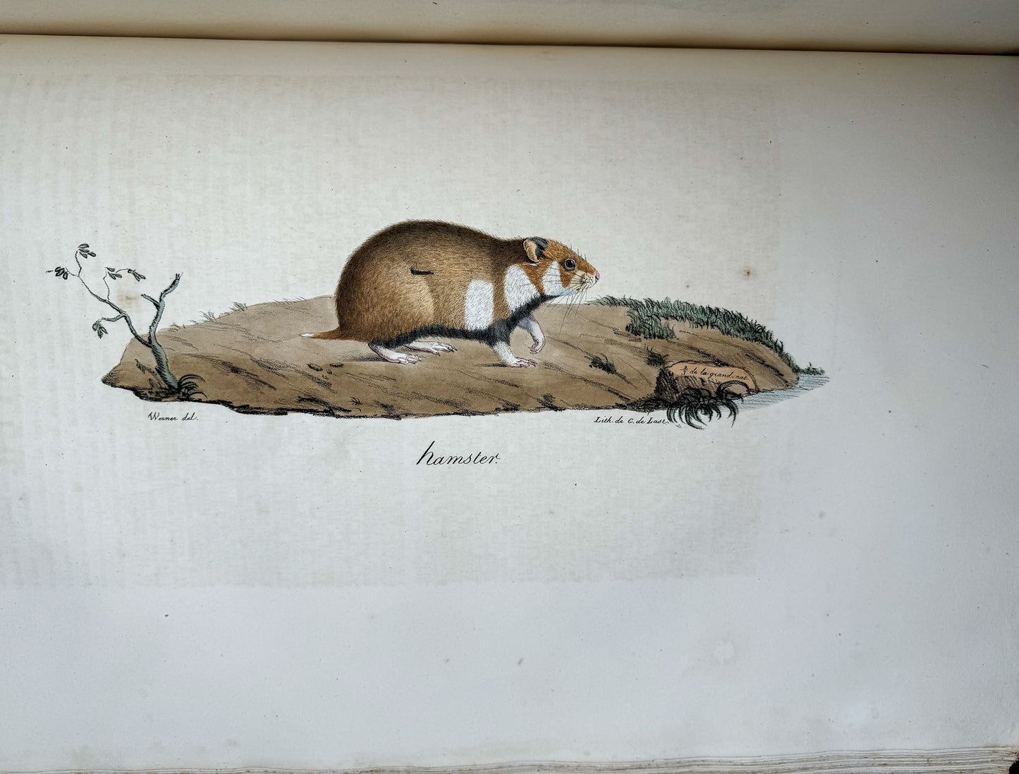 Histoire naturelle des mammifères, avec des figures originales enluminées, dessinées après des animaux vivants.
