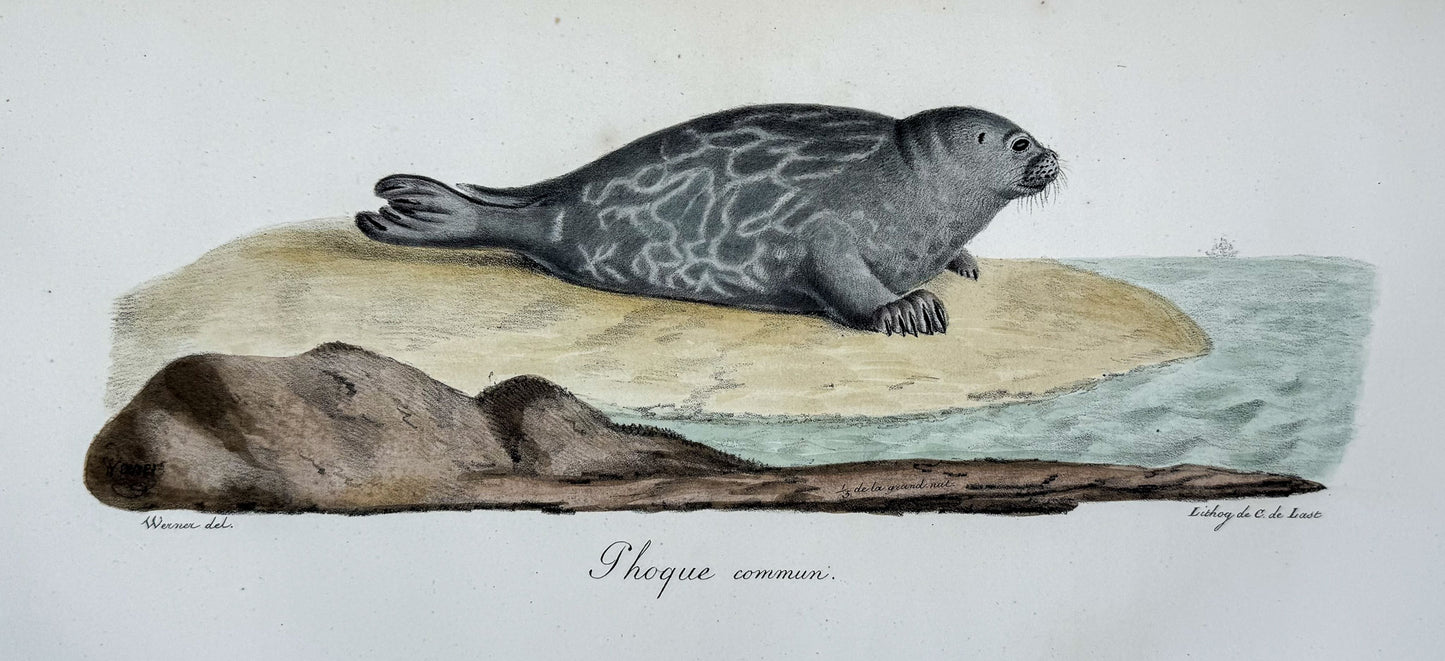 Histoire naturelle des mammifères, avec des figures originales enluminées, dessinées après des animaux vivants.