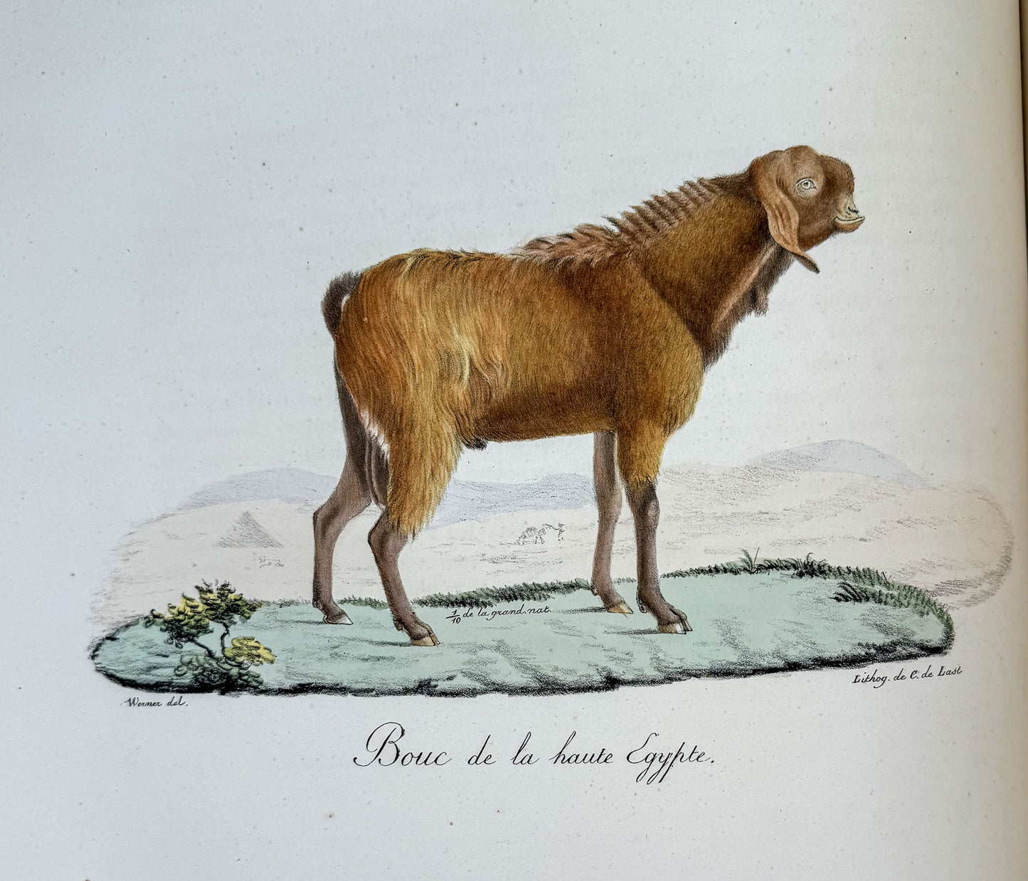 Histoire naturelle des mammifères, avec des figures originales enluminées, dessinées après des animaux vivants.