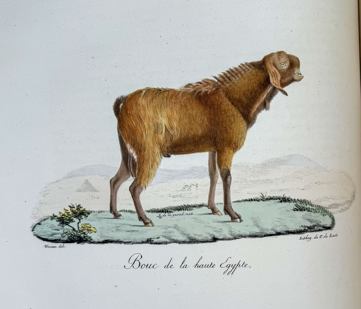 Histoire naturelle des mammifères, avec des figures originales enluminées, dessinées après des animaux vivants.