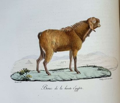 Histoire naturelle des mammifères, avec des figures originales enluminées, dessinées après des animaux vivants.