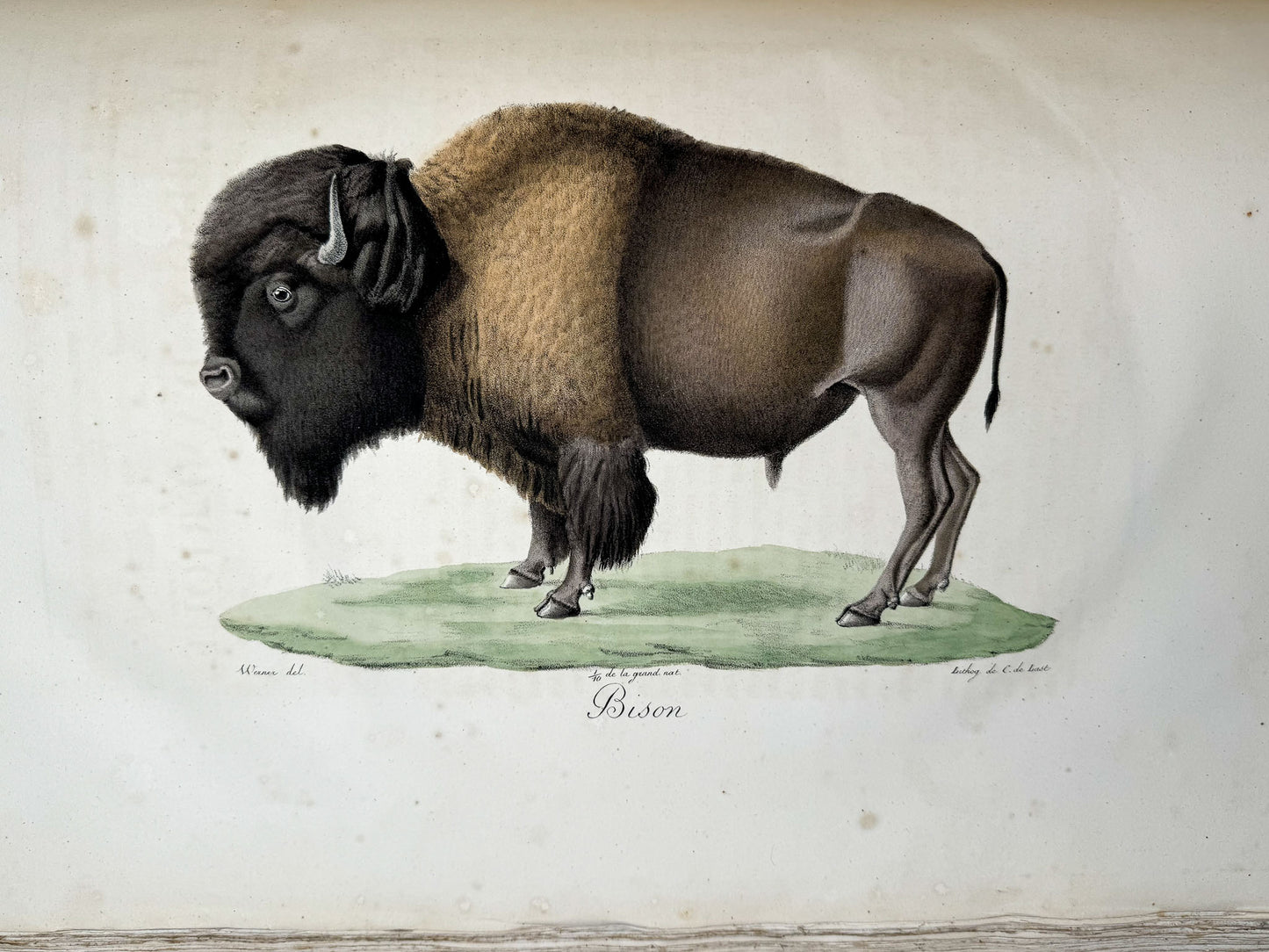 Histoire naturelle des mammifères, avec des figures originales enluminées, dessinées après des animaux vivants.