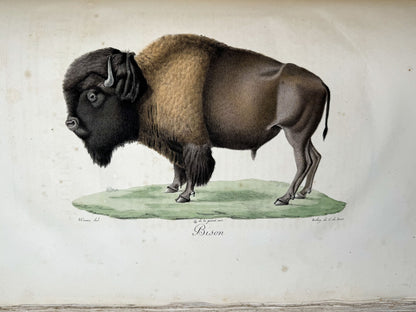 Histoire naturelle des mammifères, avec des figures originales enluminées, dessinées après des animaux vivants.