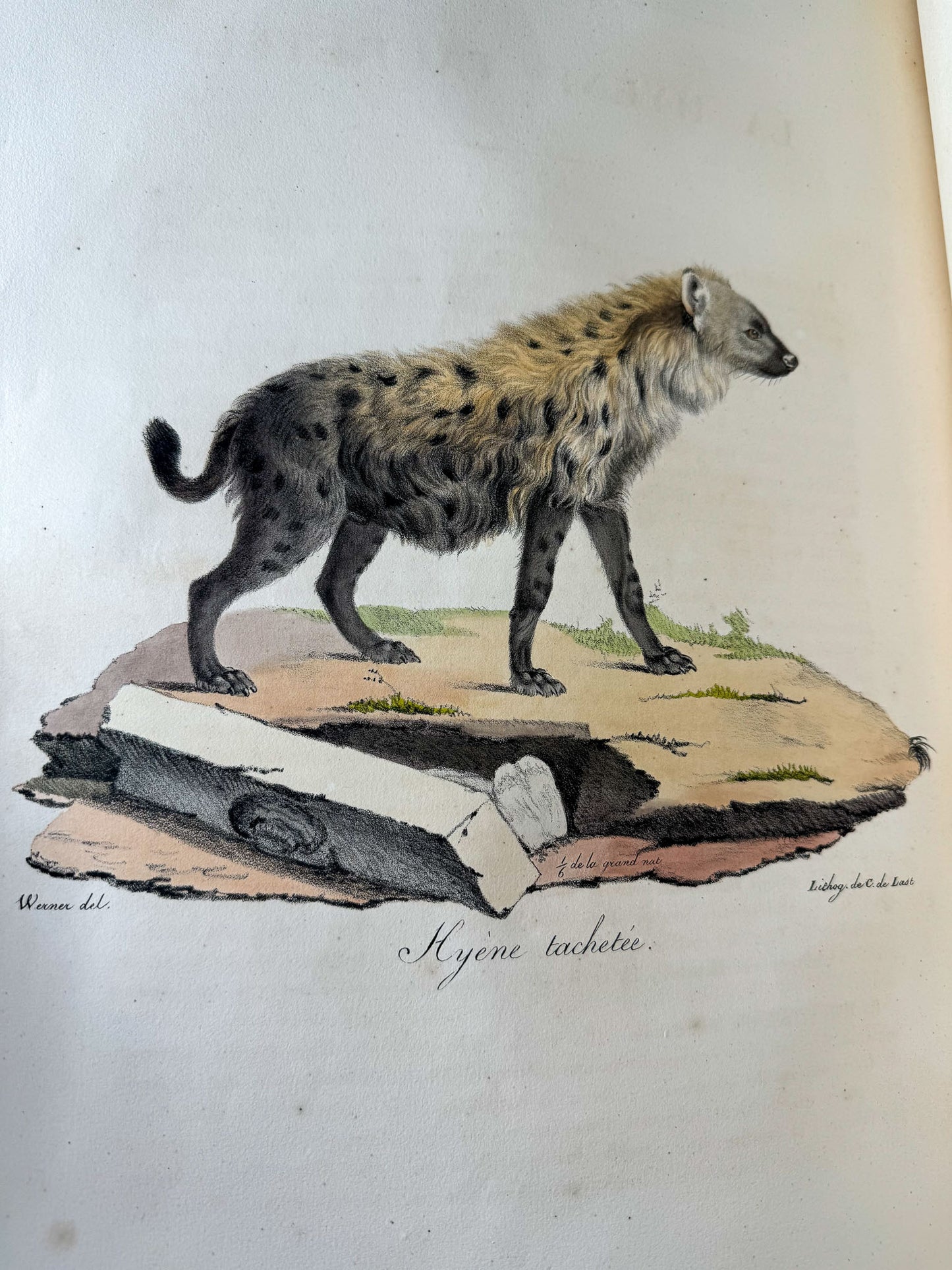 Histoire naturelle des mammifères, avec des figures originales enluminées, dessinées après des animaux vivants.