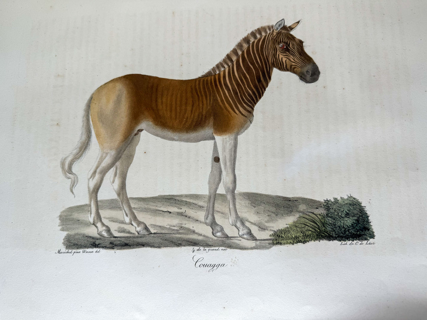 Histoire naturelle des mammifères, avec des figures originales enluminées, dessinées après des animaux vivants.