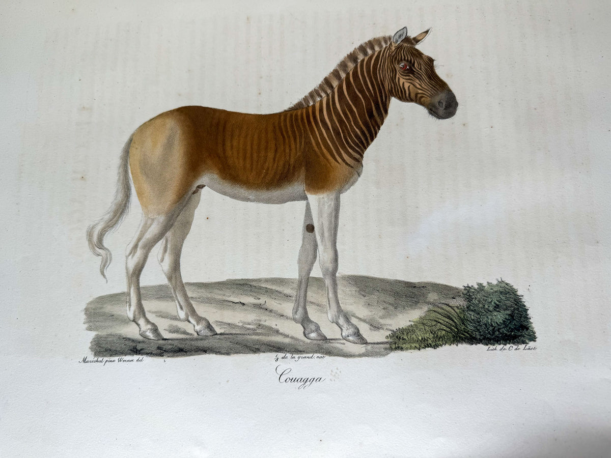 Histoire naturelle des mammifères, avec des figures originales enluminées, dessinées après des animaux vivants.