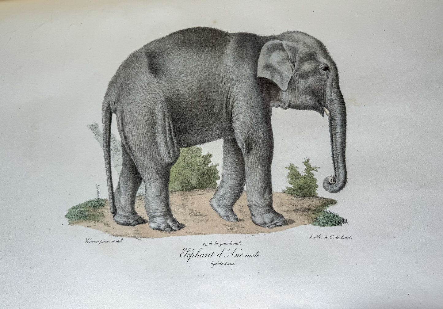 Histoire naturelle des mammifères, avec des figures originales enluminées, dessinées après des animaux vivants.
