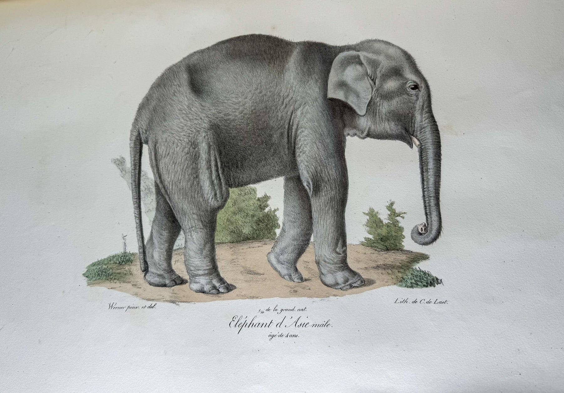 Histoire naturelle des mammifères, avec des figures originales enluminées, dessinées après des animaux vivants.