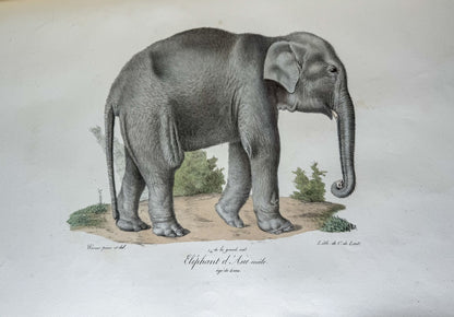 Histoire naturelle des mammifères, avec des figures originales enluminées, dessinées après des animaux vivants.