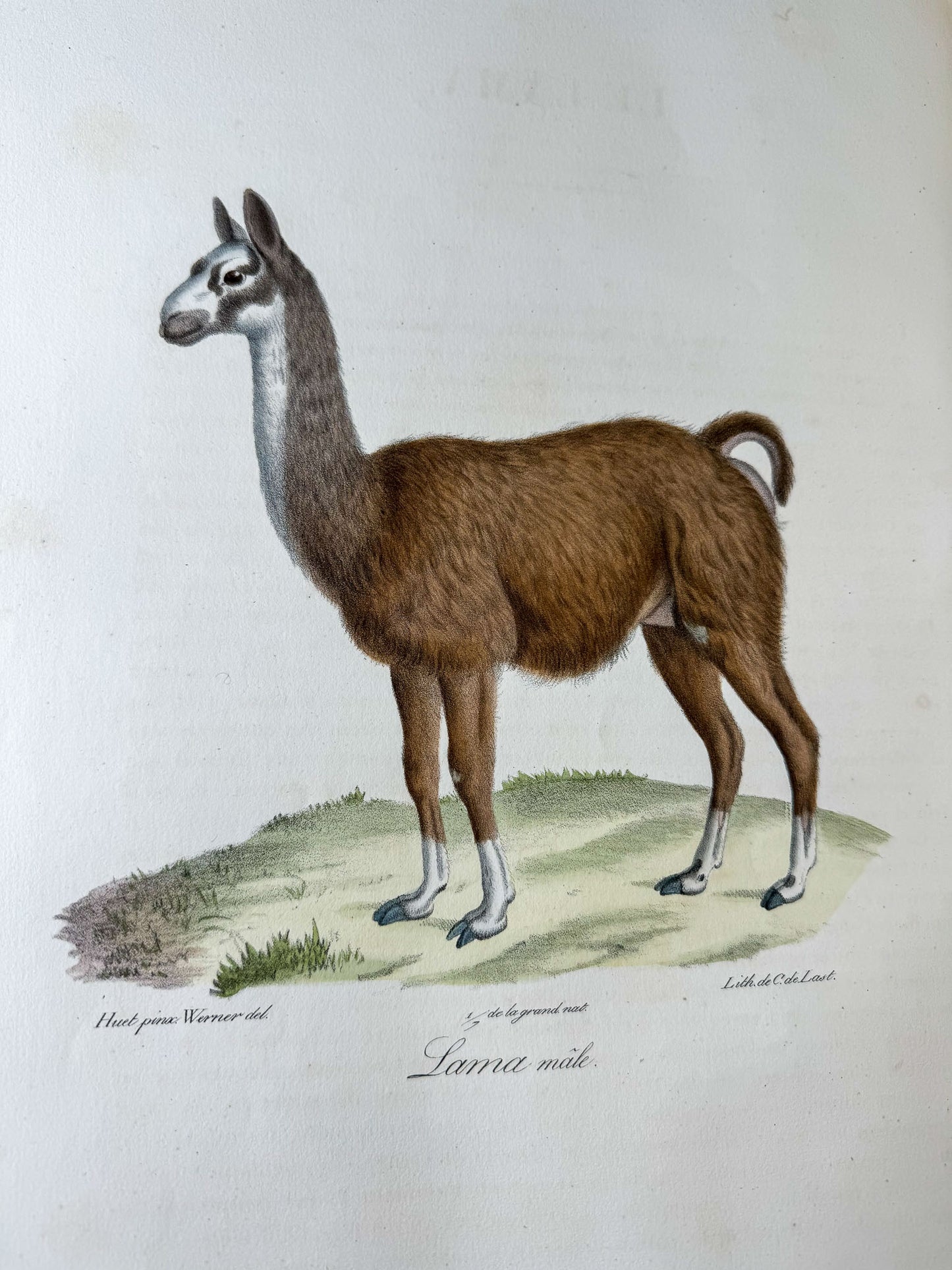 Histoire naturelle des mammifères, avec des figures originales enluminées, dessinées après des animaux vivants.