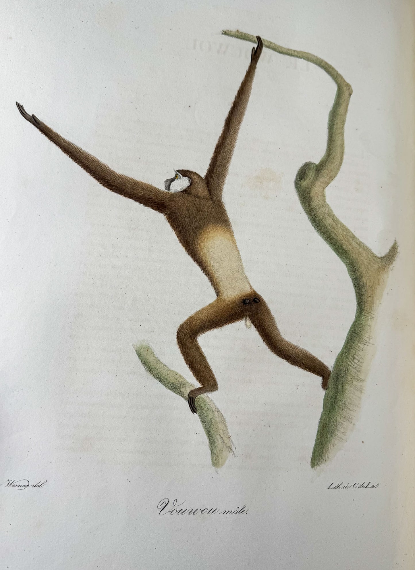 Histoire naturelle des mammifères, avec des figures originales enluminées, dessinées après des animaux vivants.
