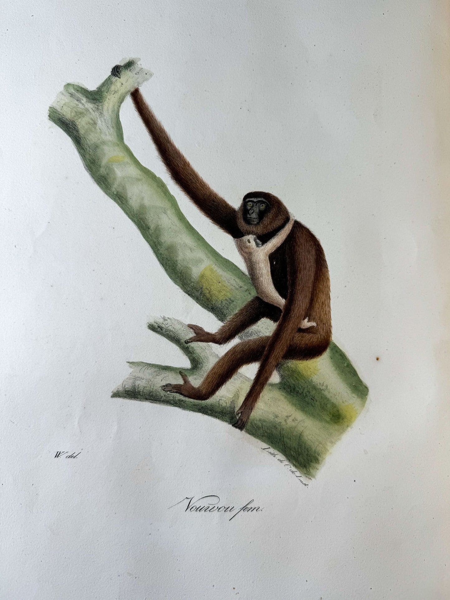 Histoire naturelle des mammifères, avec des figures originales enluminées, dessinées après des animaux vivants.