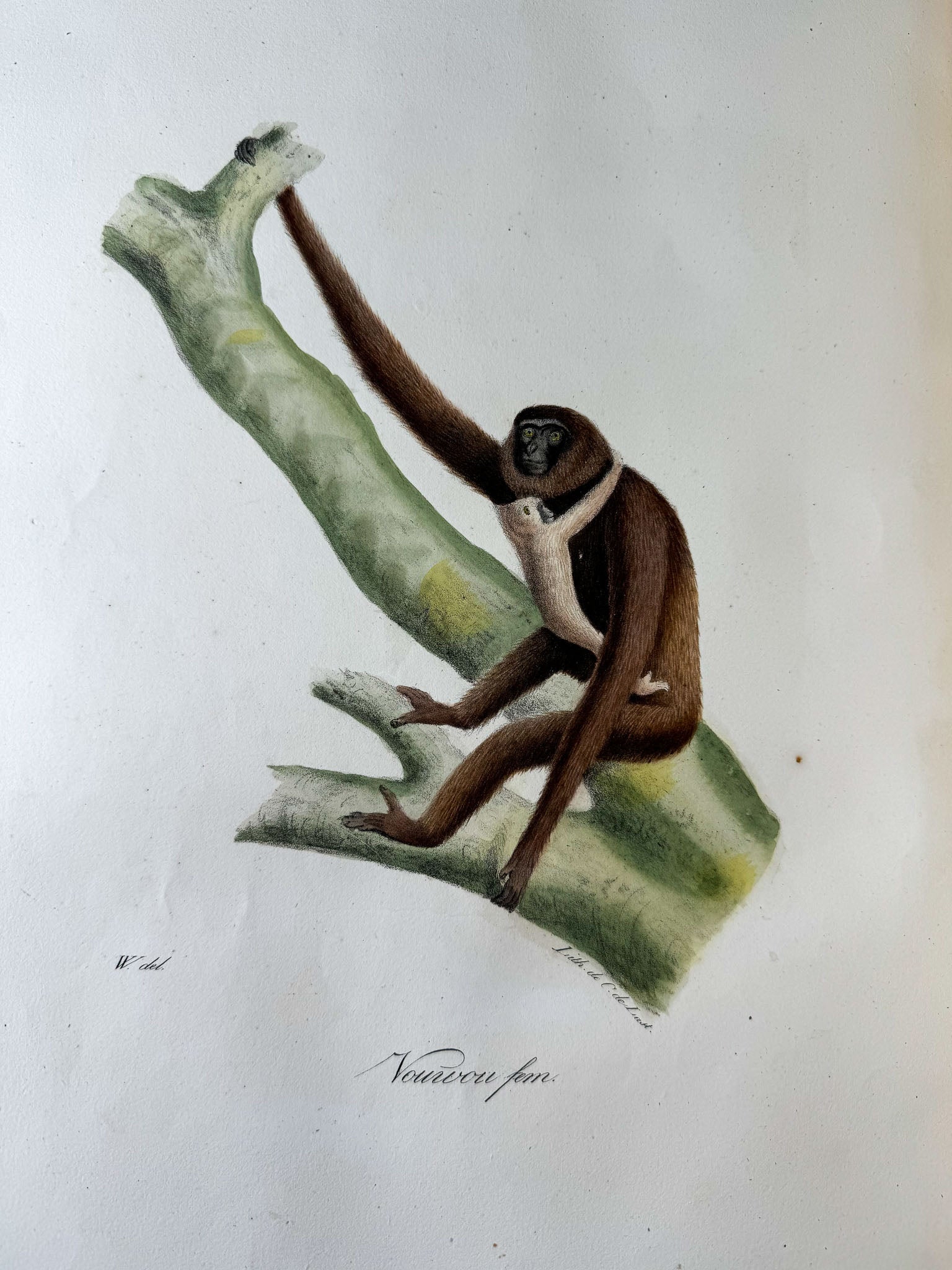 Histoire naturelle des mammifères, avec des figures originales enluminées, dessinées après des animaux vivants.