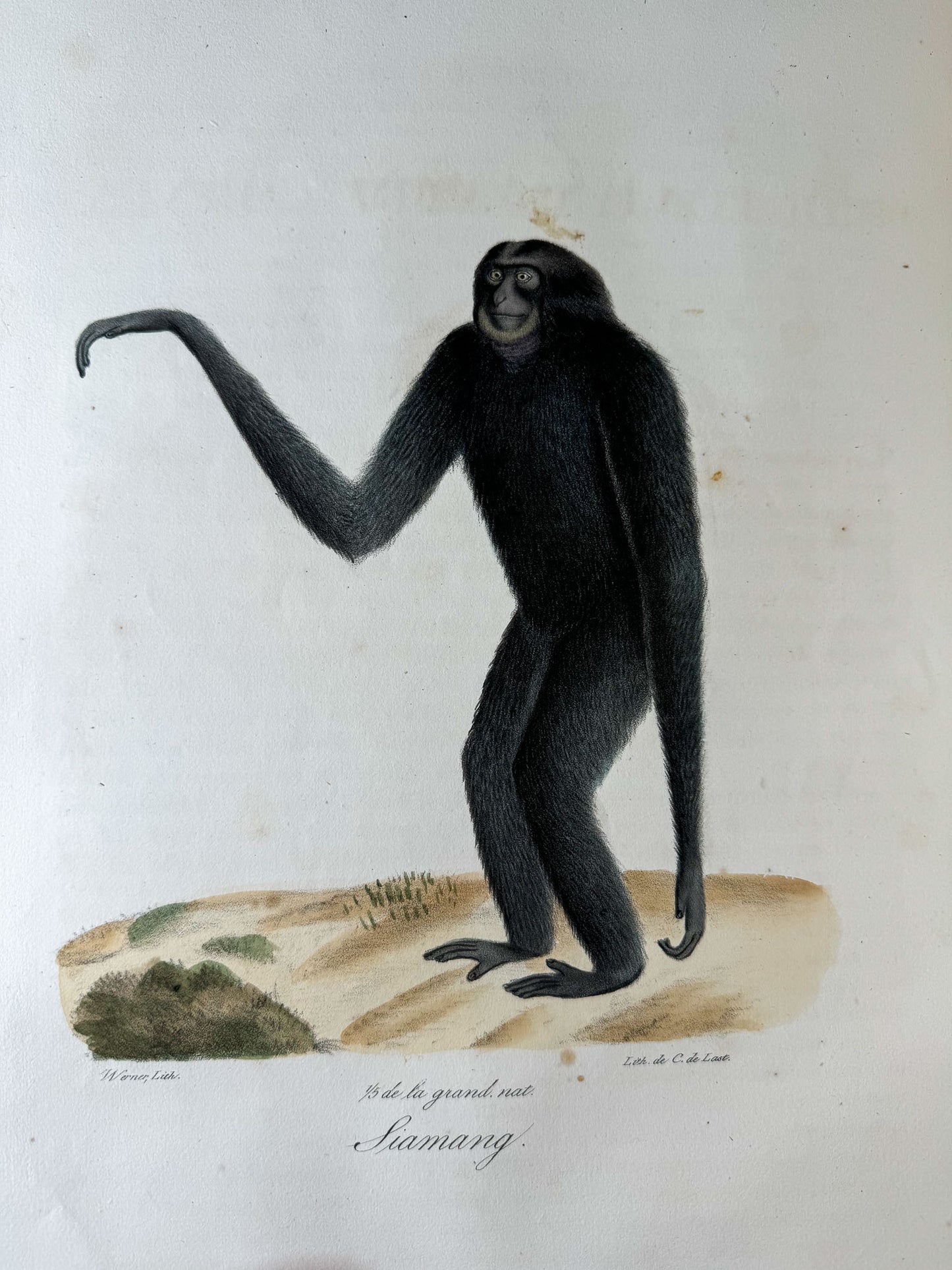 Histoire naturelle des mammifères, avec des figures originales enluminées, dessinées après des animaux vivants.