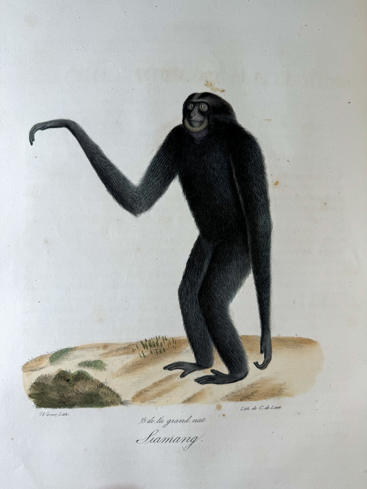 Histoire naturelle des mammifères, avec des figures originales enluminées, dessinées après des animaux vivants.
