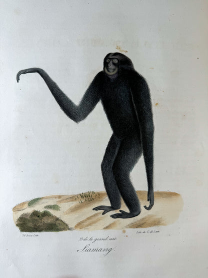 Histoire naturelle des mammifères, avec des figures originales enluminées, dessinées après des animaux vivants.